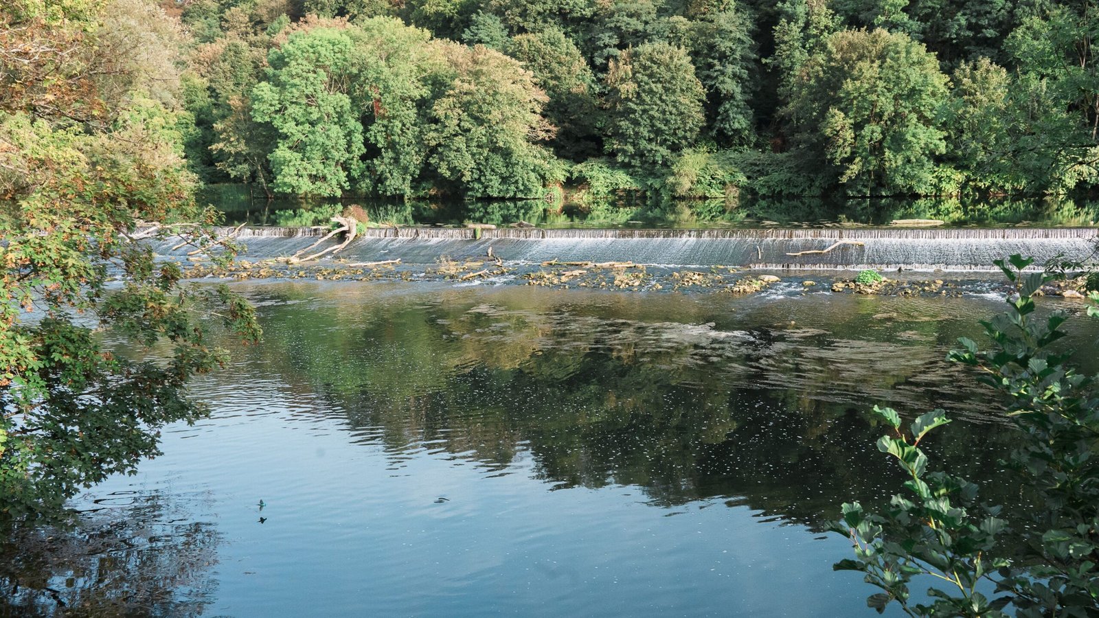 rivière qui s'écoule. des arbres autour